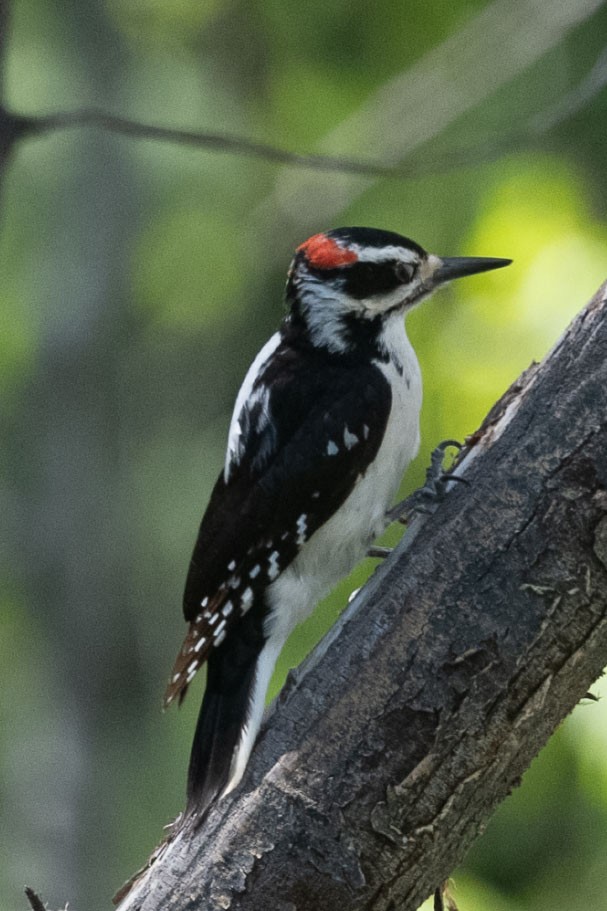 Hairy Woodpecker - ML636802284