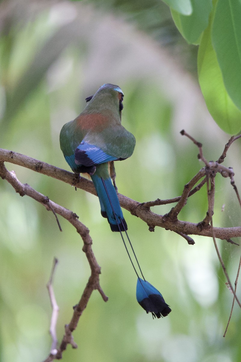 Turquoise-browed Motmot - ML636802315
