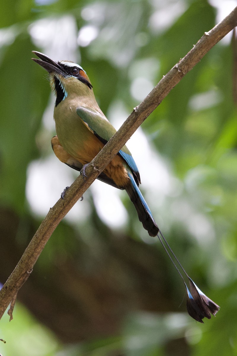 Turquoise-browed Motmot - ML636802316