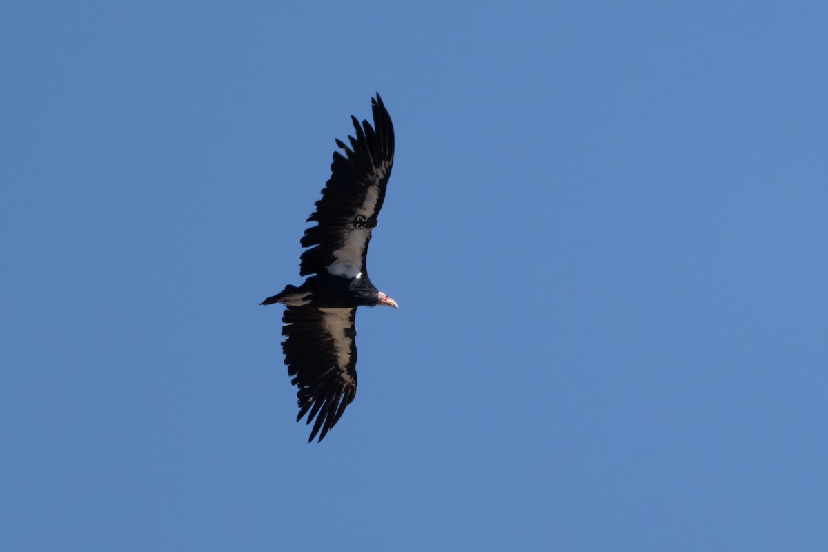 California Condor - ML636802426