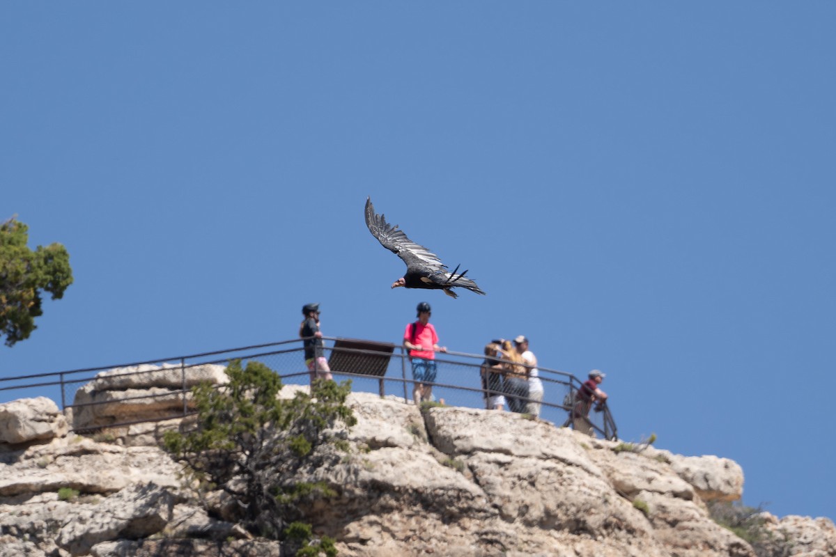 California Condor - ML636802427