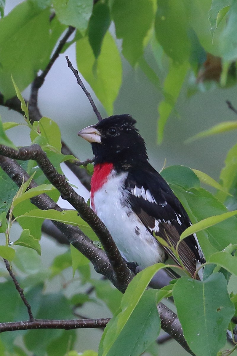 Rose-breasted Grosbeak - ML636802464
