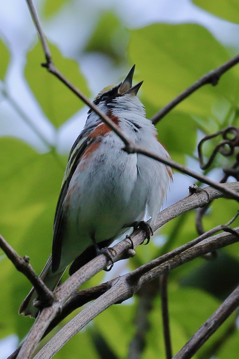 Chestnut-sided Warbler - ML636802478