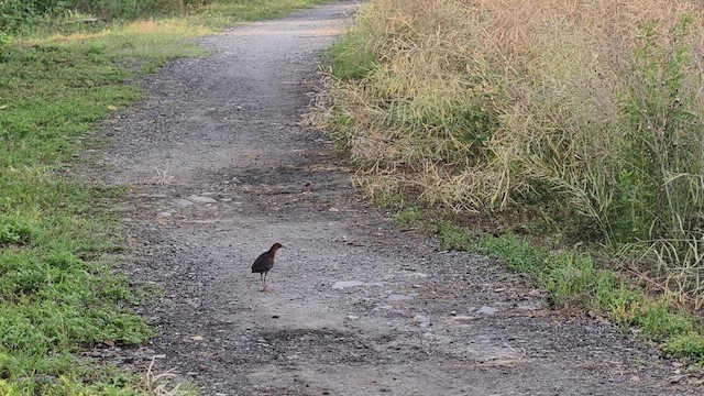 Band-bellied Crake - ML636802480