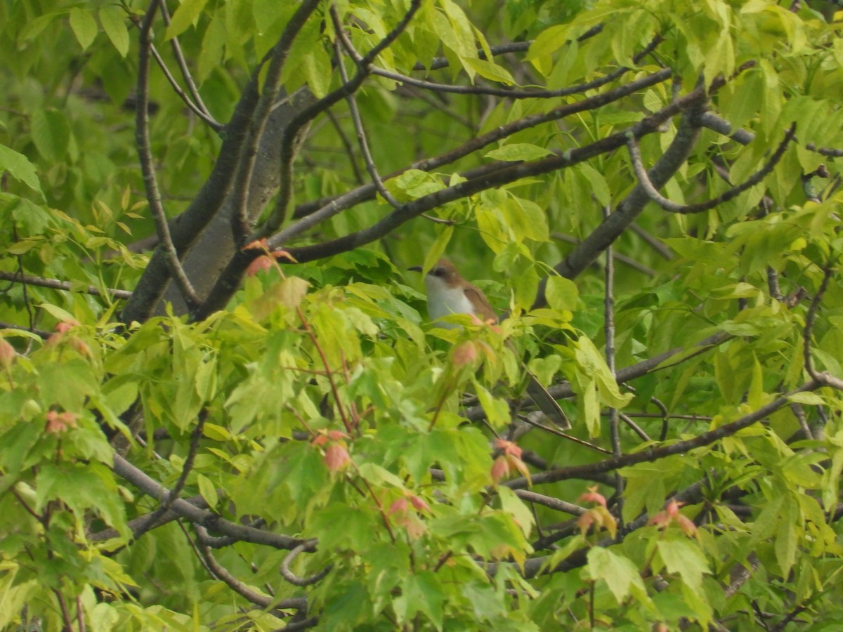 Black-billed Cuckoo - ML636802543