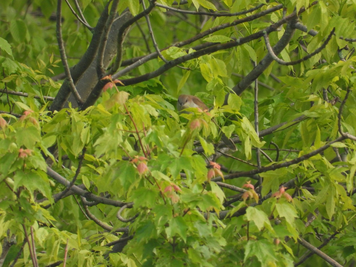 Black-billed Cuckoo - ML636802544