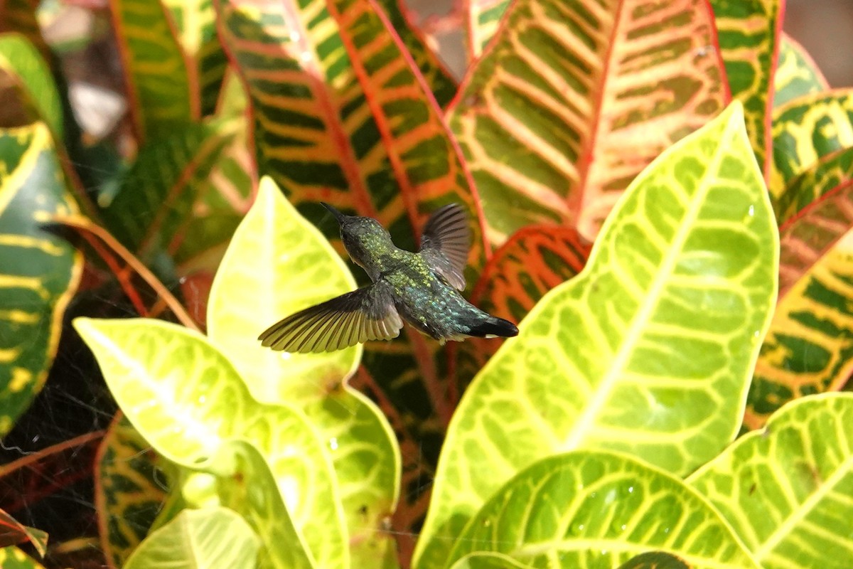 Colibrí Zumbadorcito - ML636802645