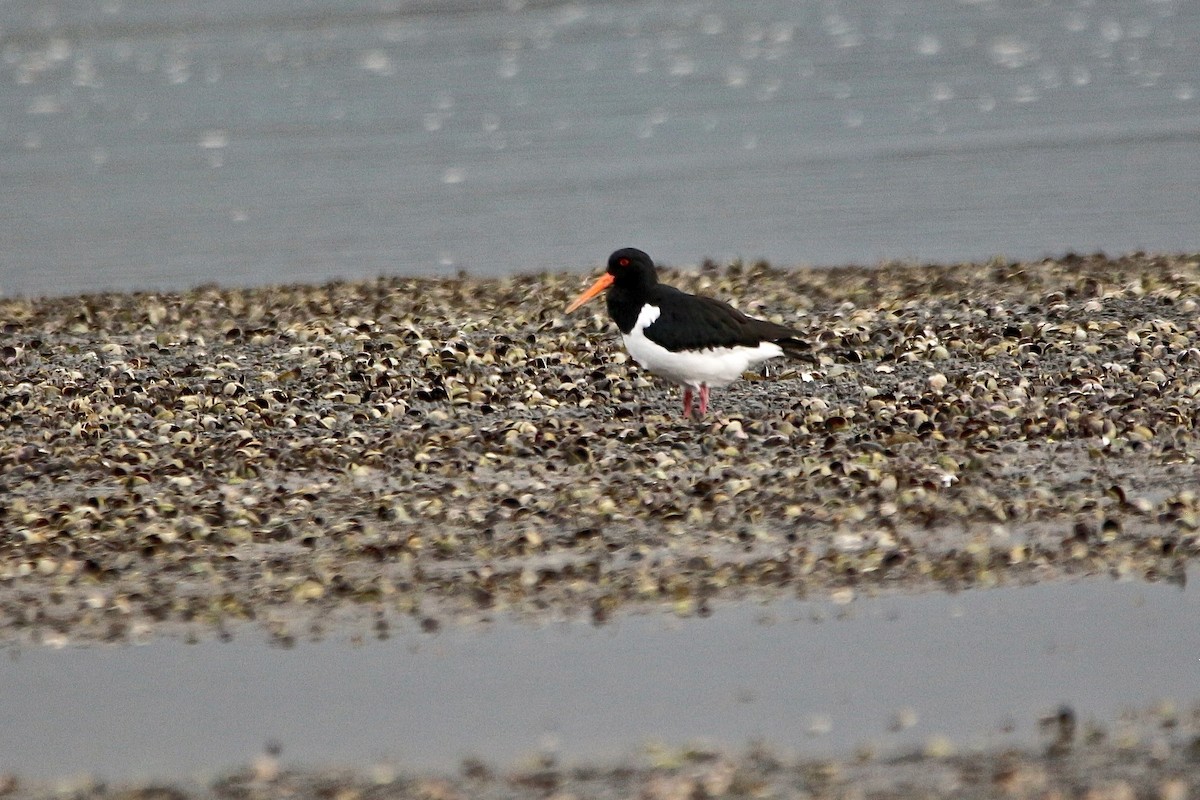 South Island Oystercatcher - ML636802716