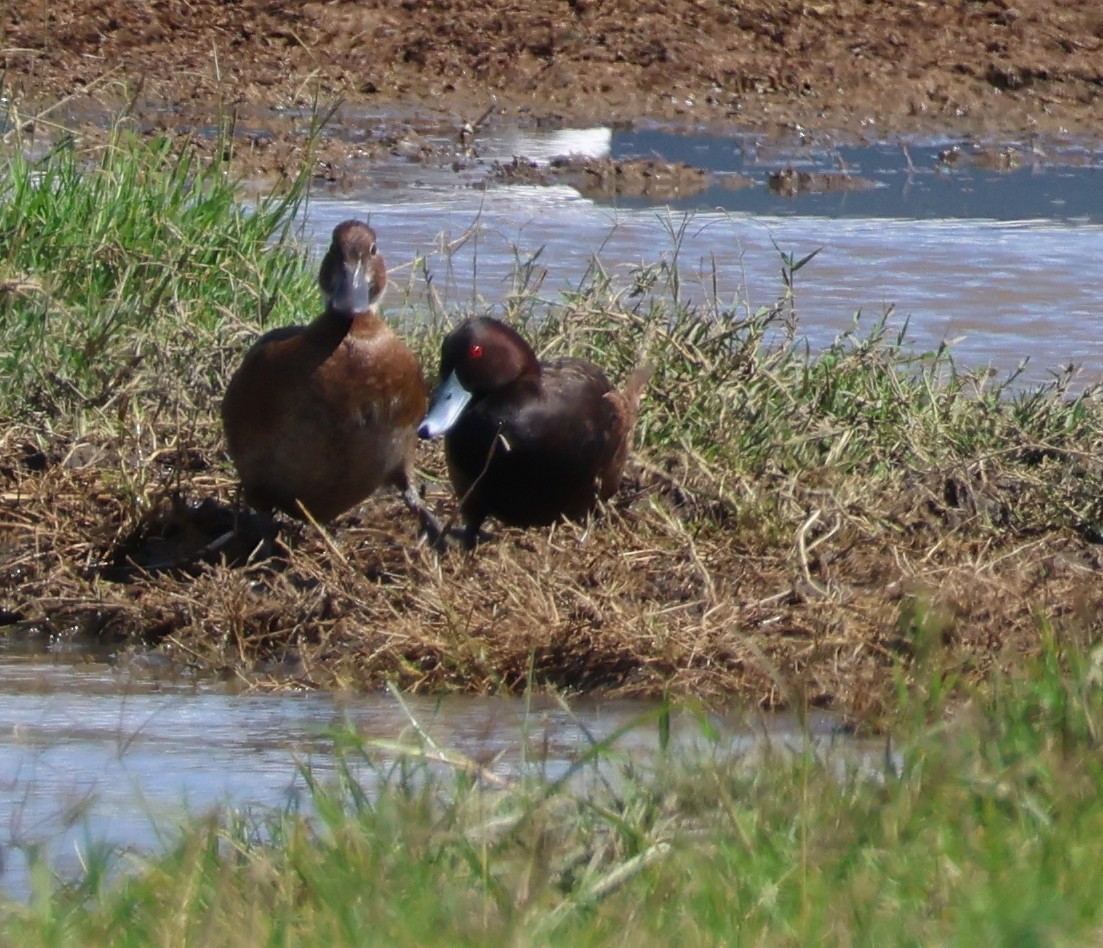Southern Pochard - ML636802774