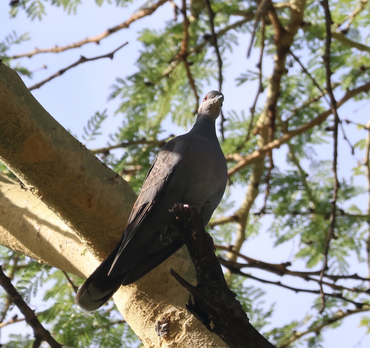 Dusky Turtle-Dove - ML636802787