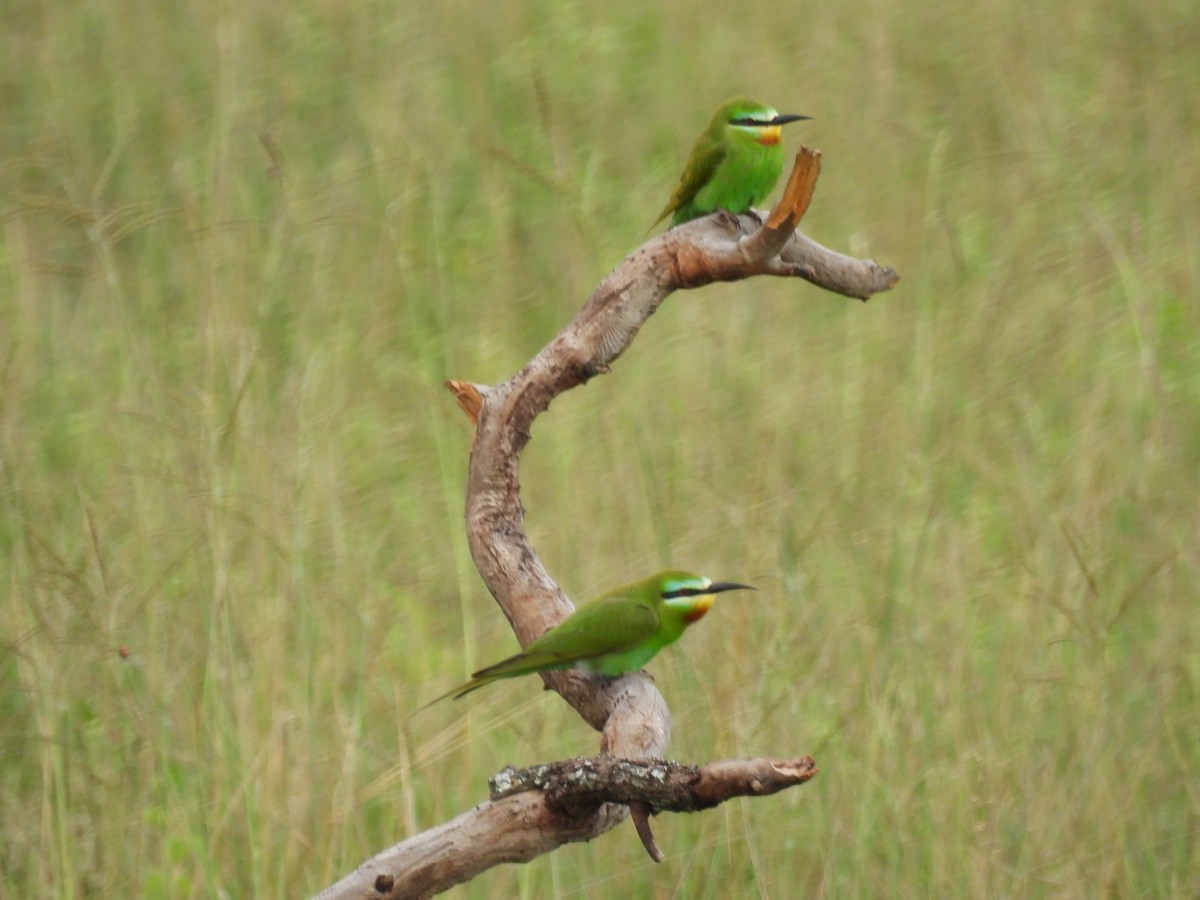 Blue-cheeked Bee-eater - ML636802854