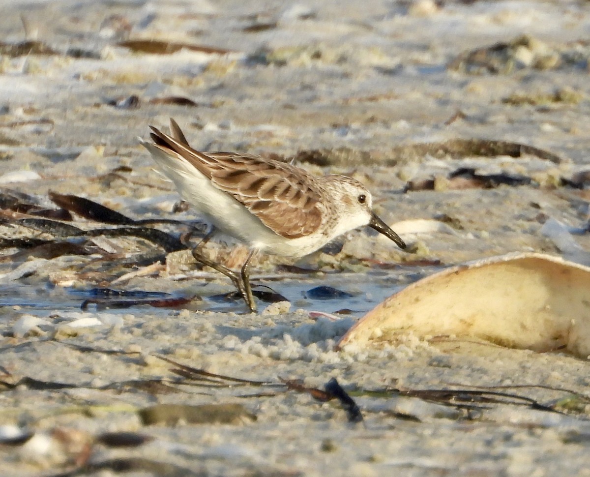 Bergstrandläufer - ML636802893