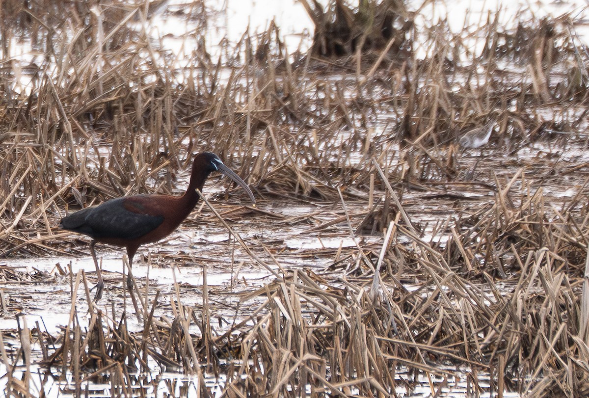 ibis hnědý - ML636802914
