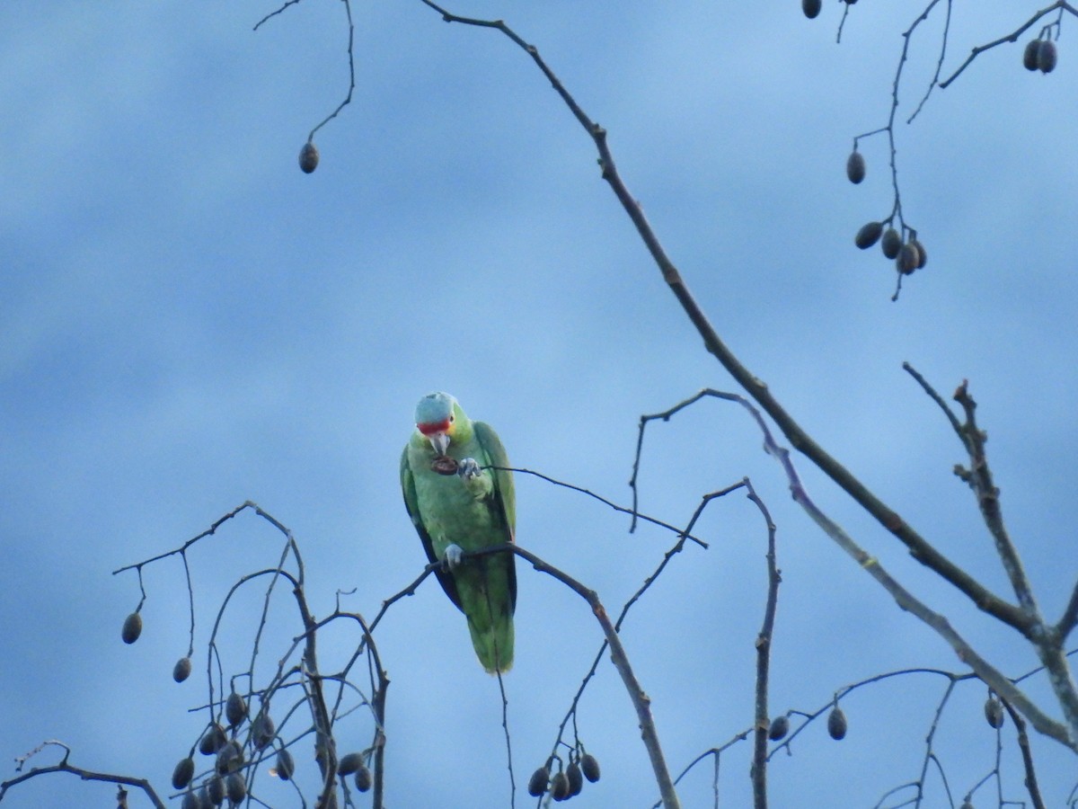 Red-lored Amazon - ML636802933