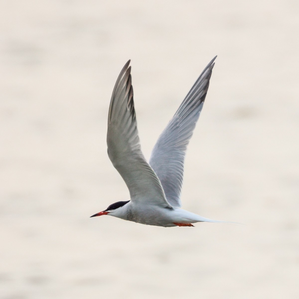 Common Tern - ML636802947