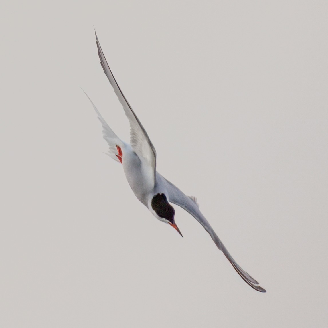 Common Tern - ML636802948