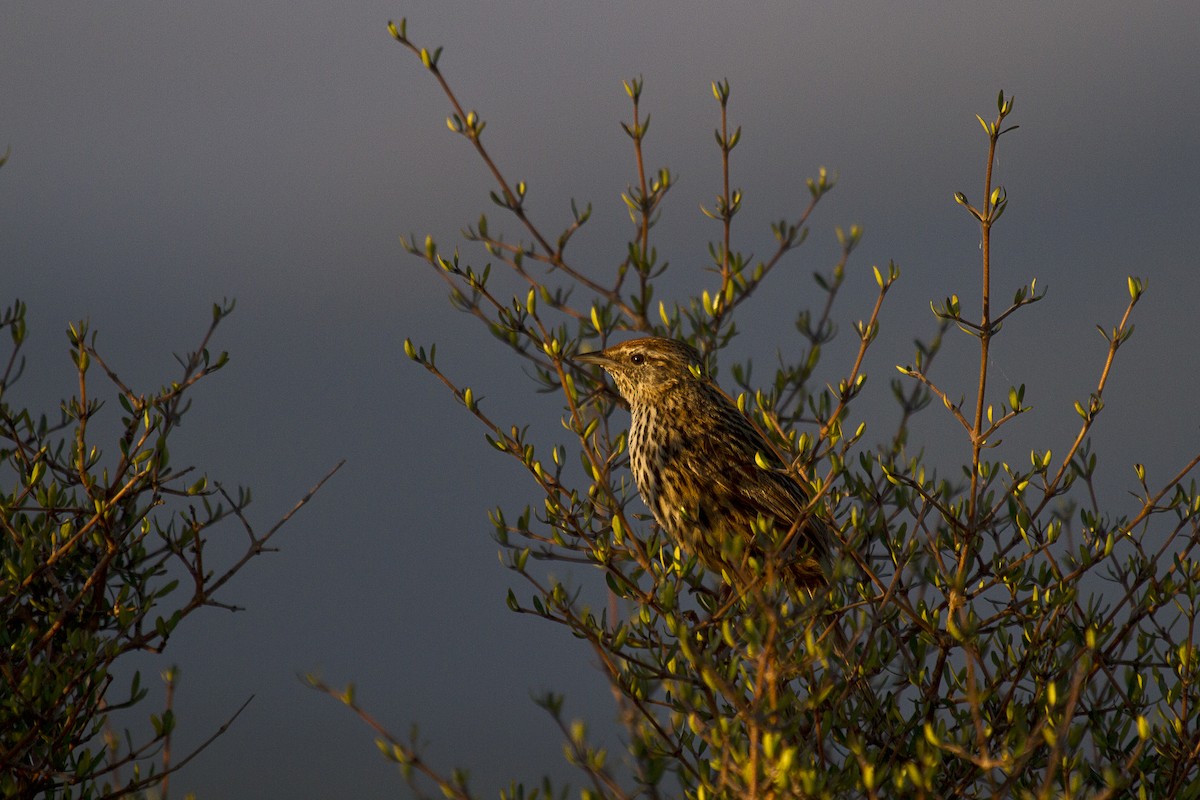 bregnesanger - ML636802992