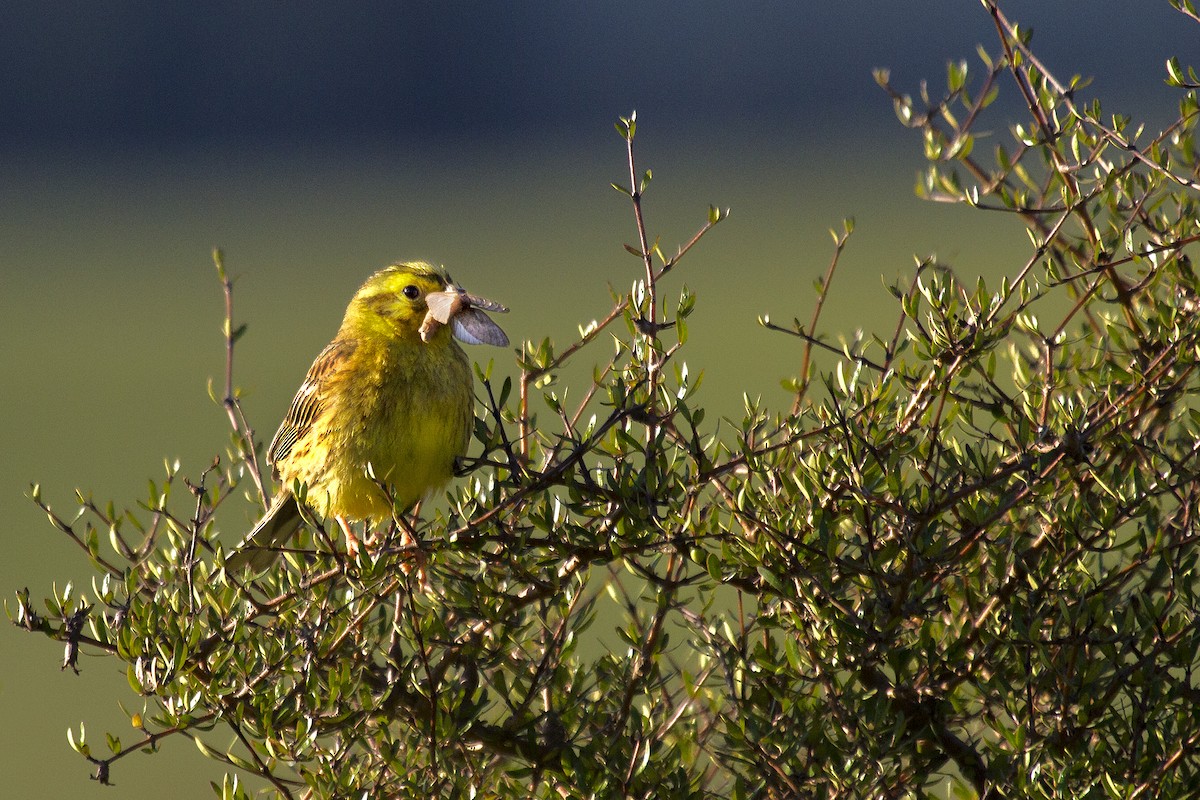 gulspurv - ML636803016