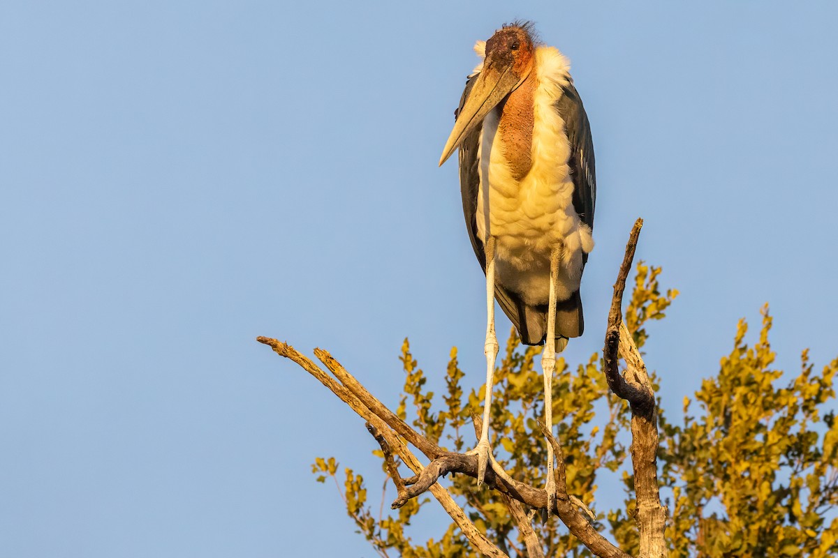 Marabou Stork - ML636803041