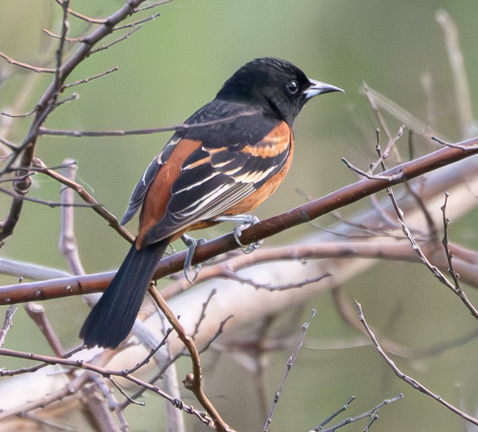 Orchard Oriole - ML636803044