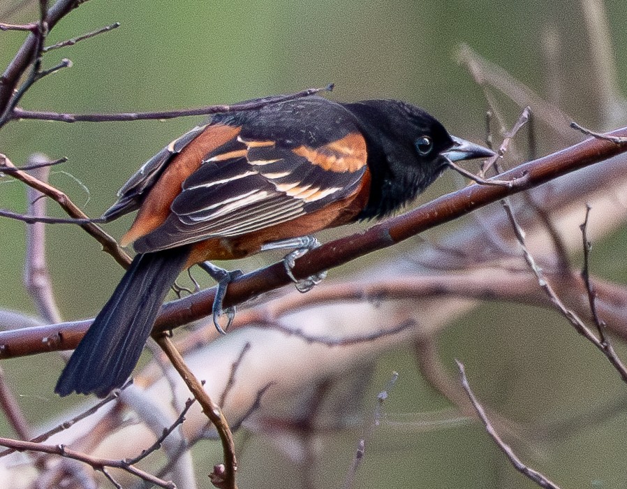 Orchard Oriole - ML636803048