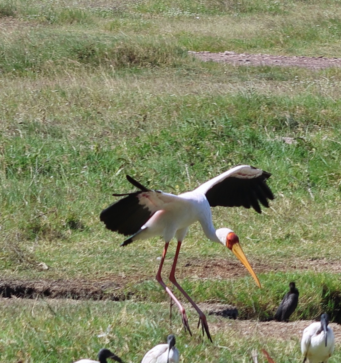 Yellow-billed Stork - ML636803122