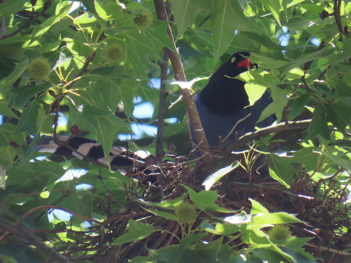 Taiwan Blue-Magpie - ML636803217