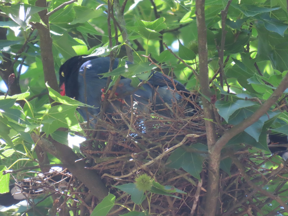 Taiwan Blue-Magpie - ML636803219