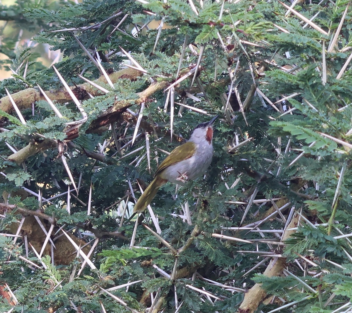 Gray-capped Warbler - ML636803223