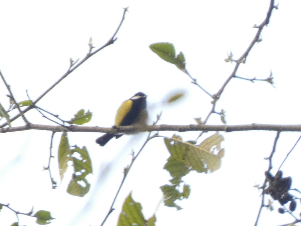 Bergkohlmeise - ML636803237