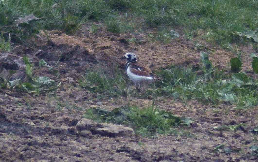 Ruddy Turnstone - ML636803238
