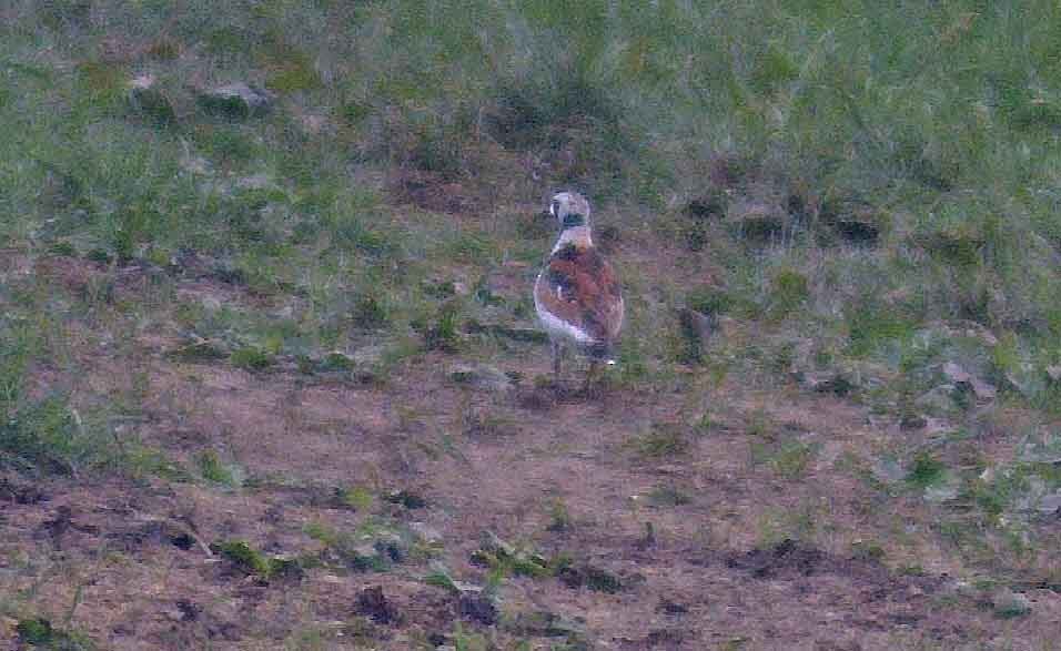 Ruddy Turnstone - ML636803239