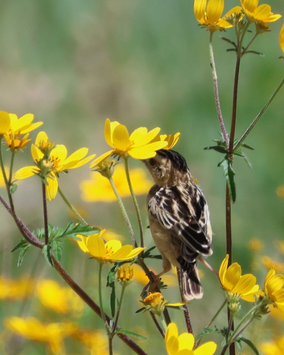 Pectoral-patch Cisticola - ML636803244