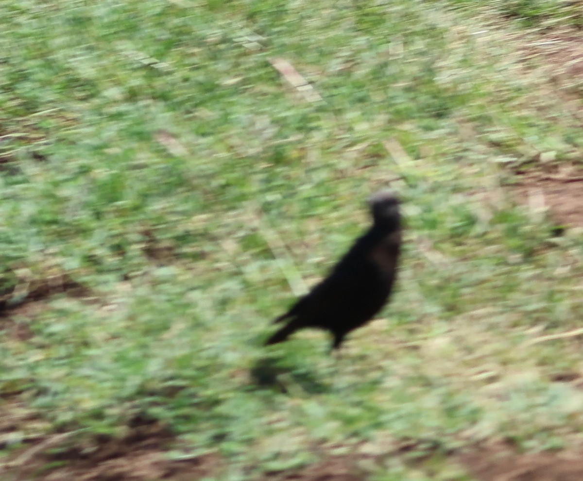 Northern Anteater-Chat - ML636803297