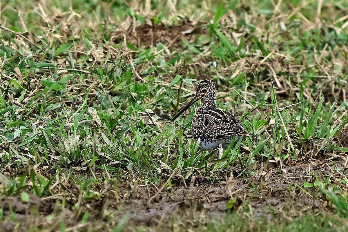 Pantanal Snipe - ML636803379