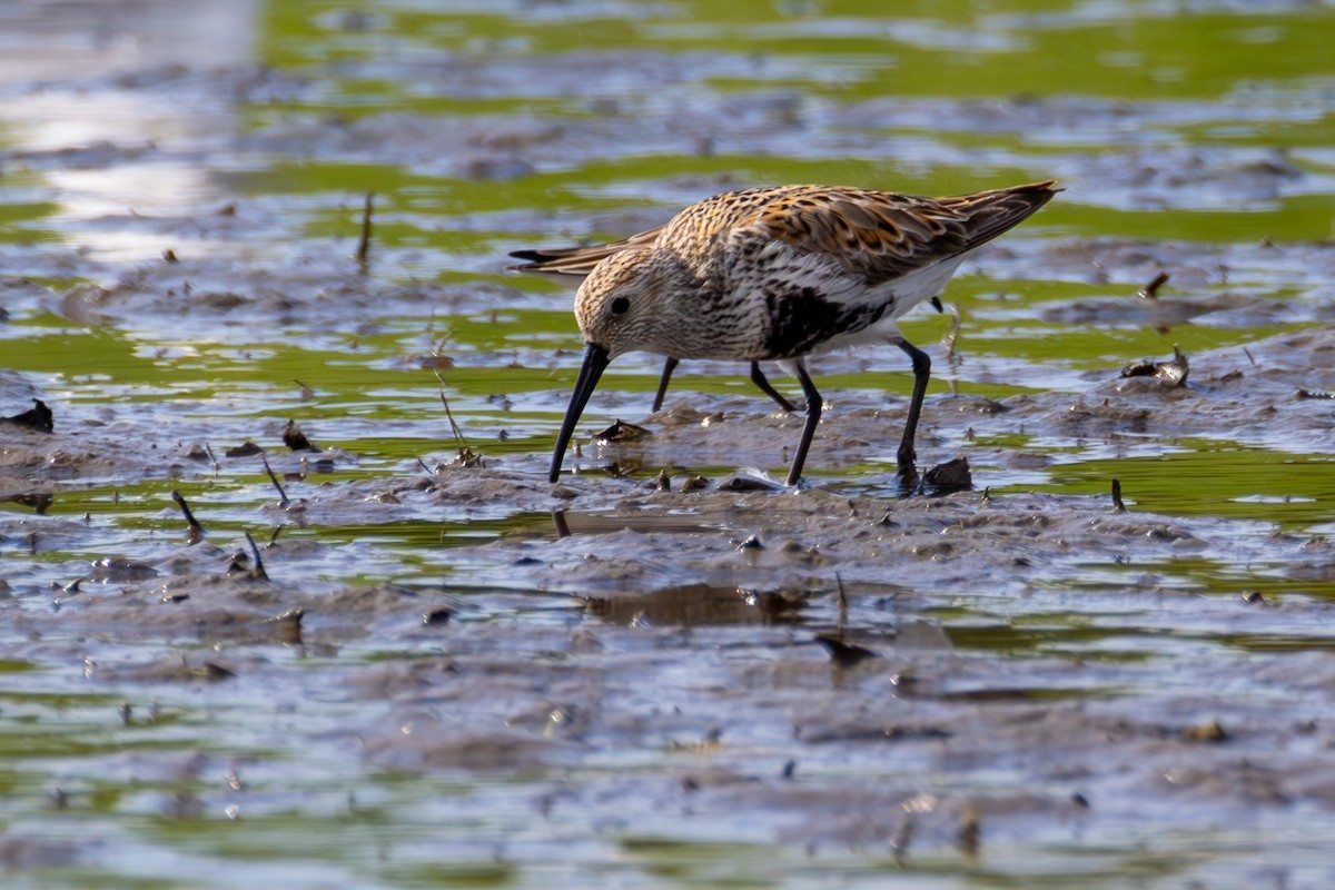 Dunlin - ML636803383