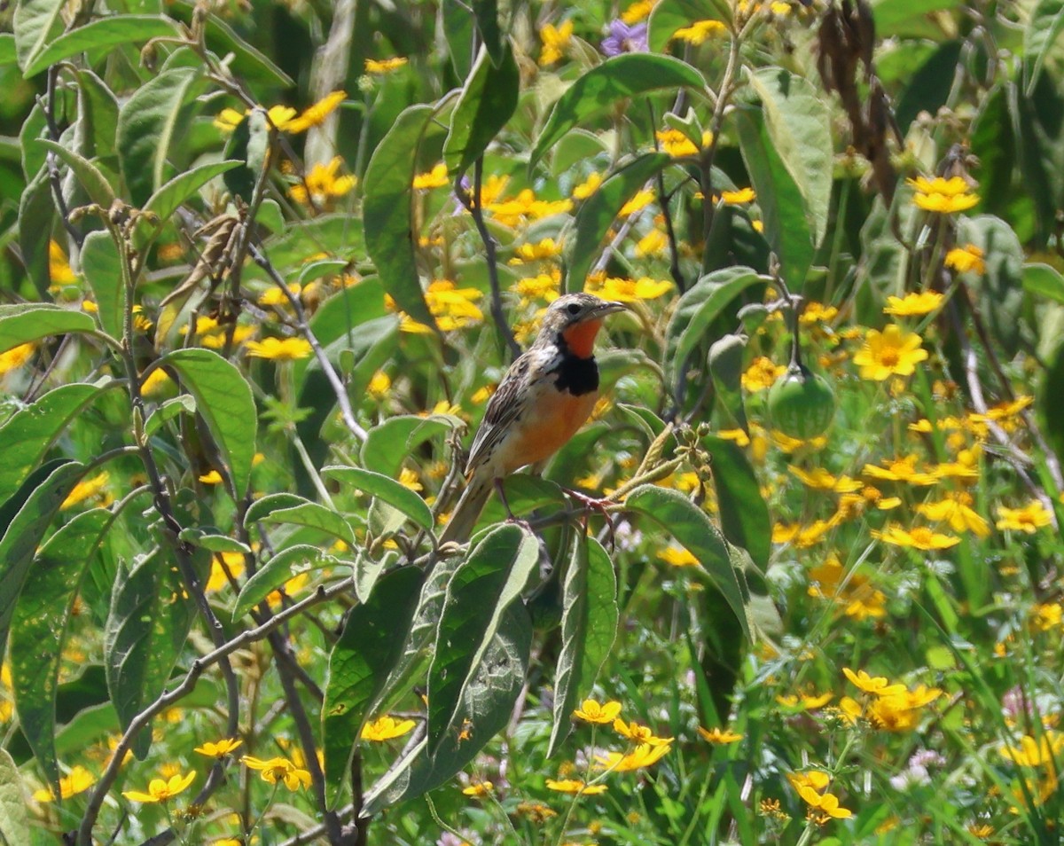 Rosy-throated Longclaw - ML636803390