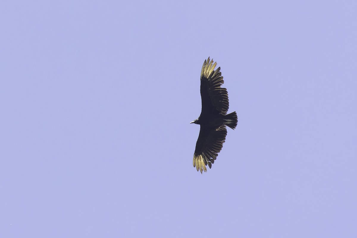 Black Vulture - ML636803468