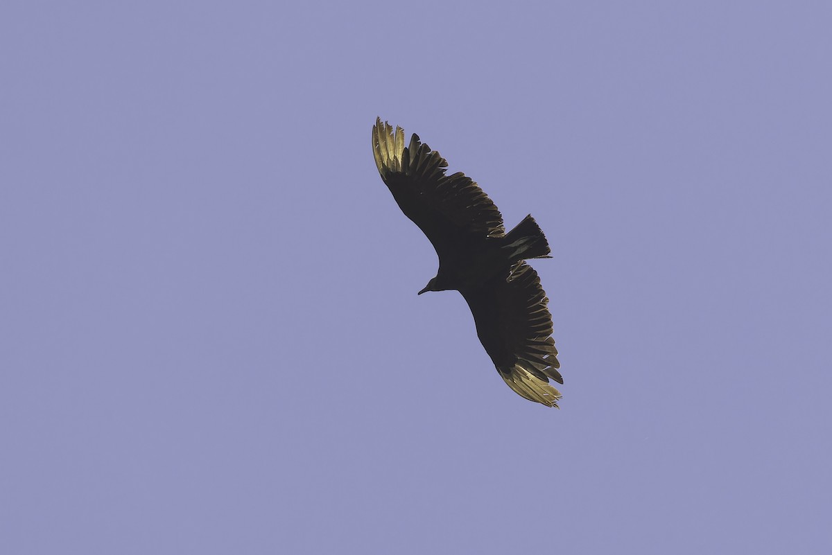 Black Vulture - ML636803469