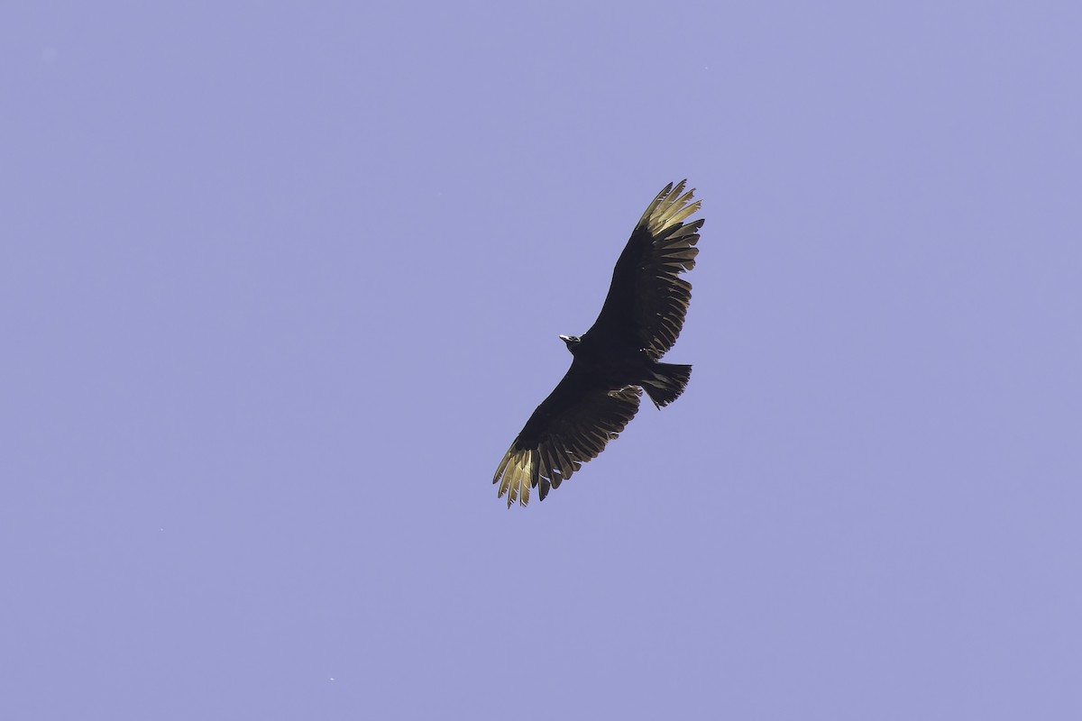 Black Vulture - ML636803470