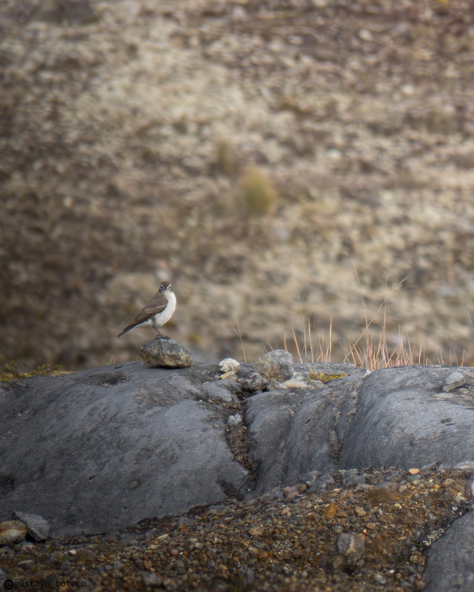Plain-capped Ground-Tyrant - ML636803480