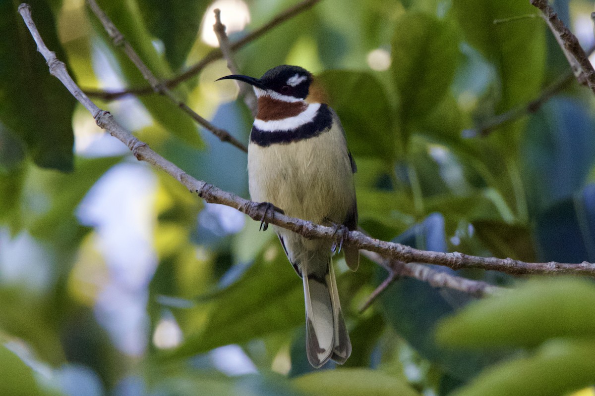 Western Spinebill - ML636803496
