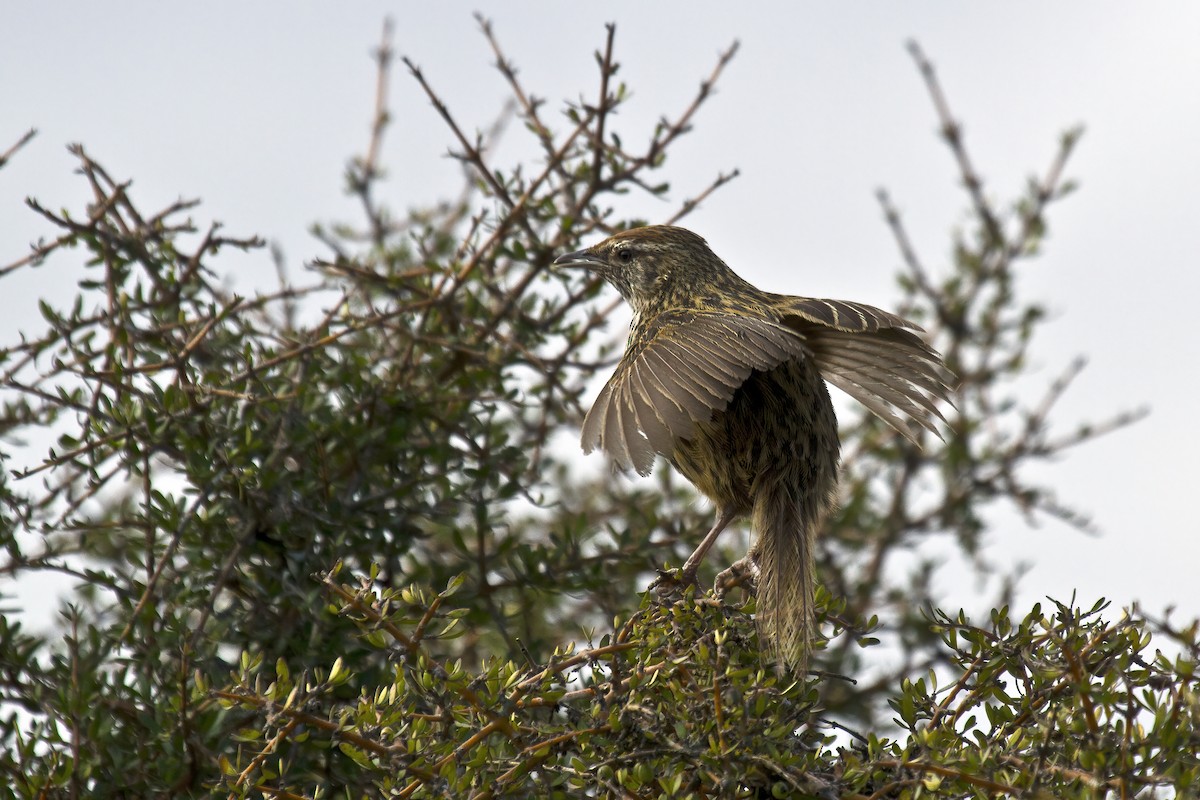 bregnesanger - ML636803521