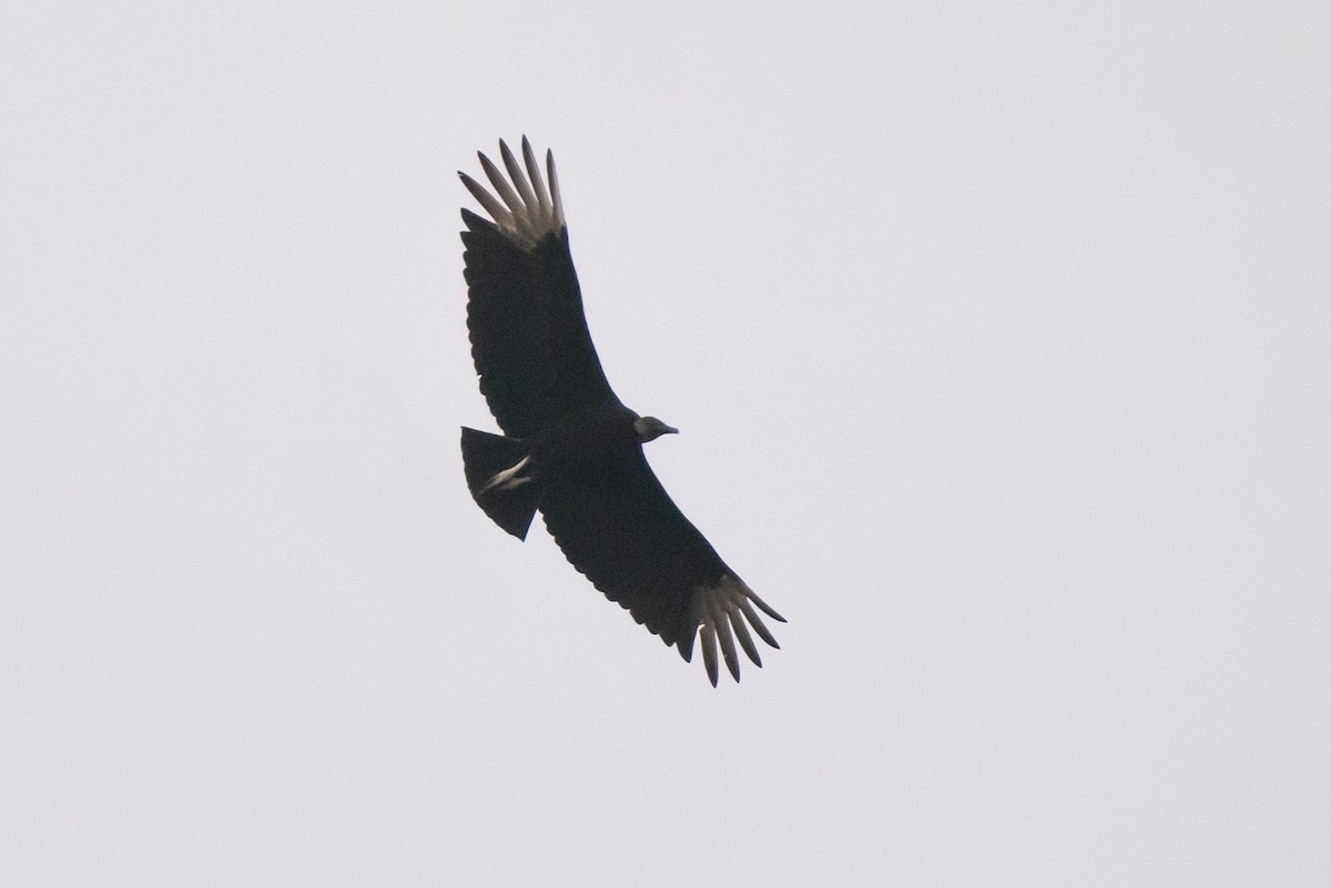 Black Vulture - ML636803548