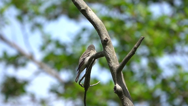 Eastern Wood-Pewee - ML636803680