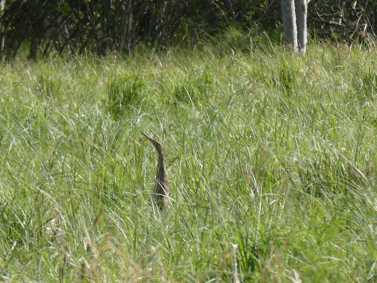 eBird Checklist - 30 May 2025 - Acadia NP--Jesup Path - 37 species