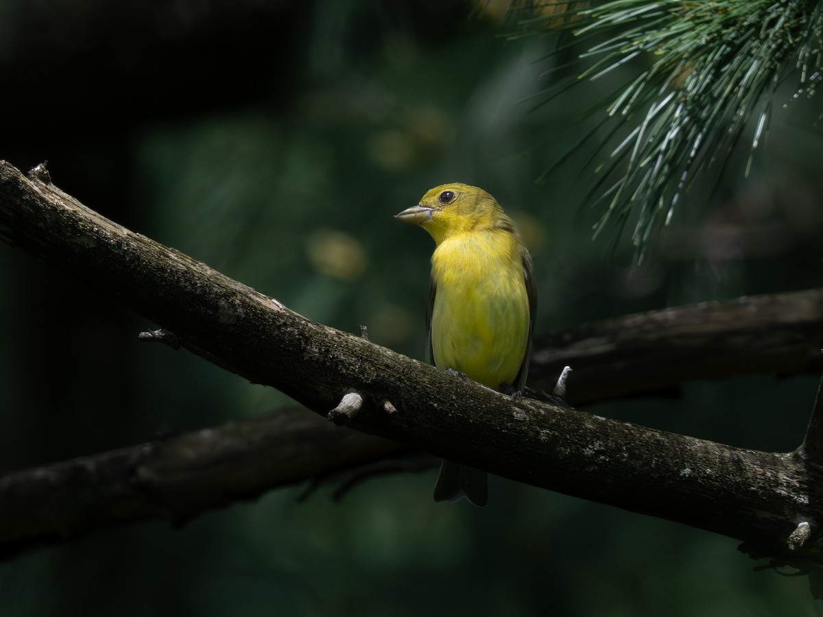 アカフウキンチョウ - ML636803801