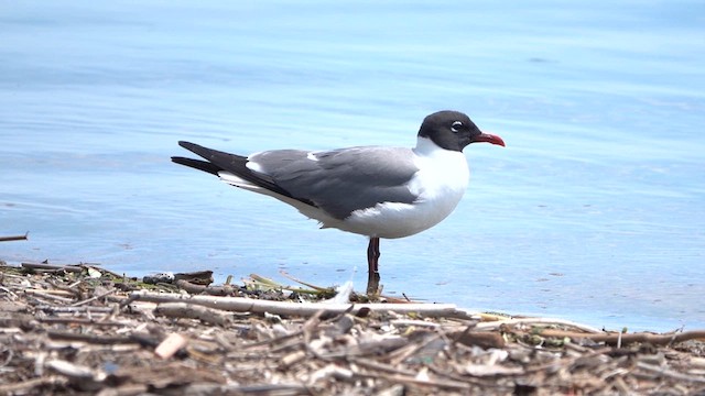 Antxeta mokogorri amerikarra - ML636803811