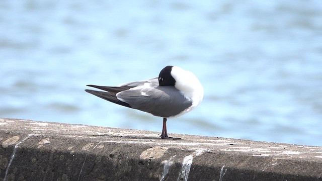 Antxeta mokogorri amerikarra - ML636803812