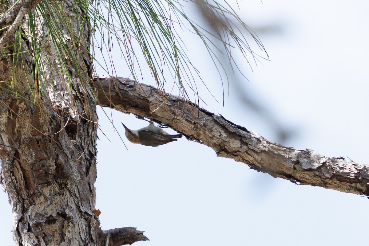 brhlík hnědohlavý - ML636803898